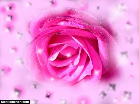 rose